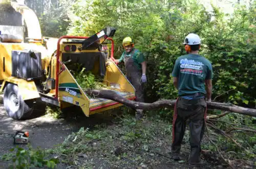 tree services Balm